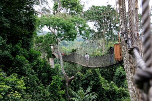 Canopy walkway